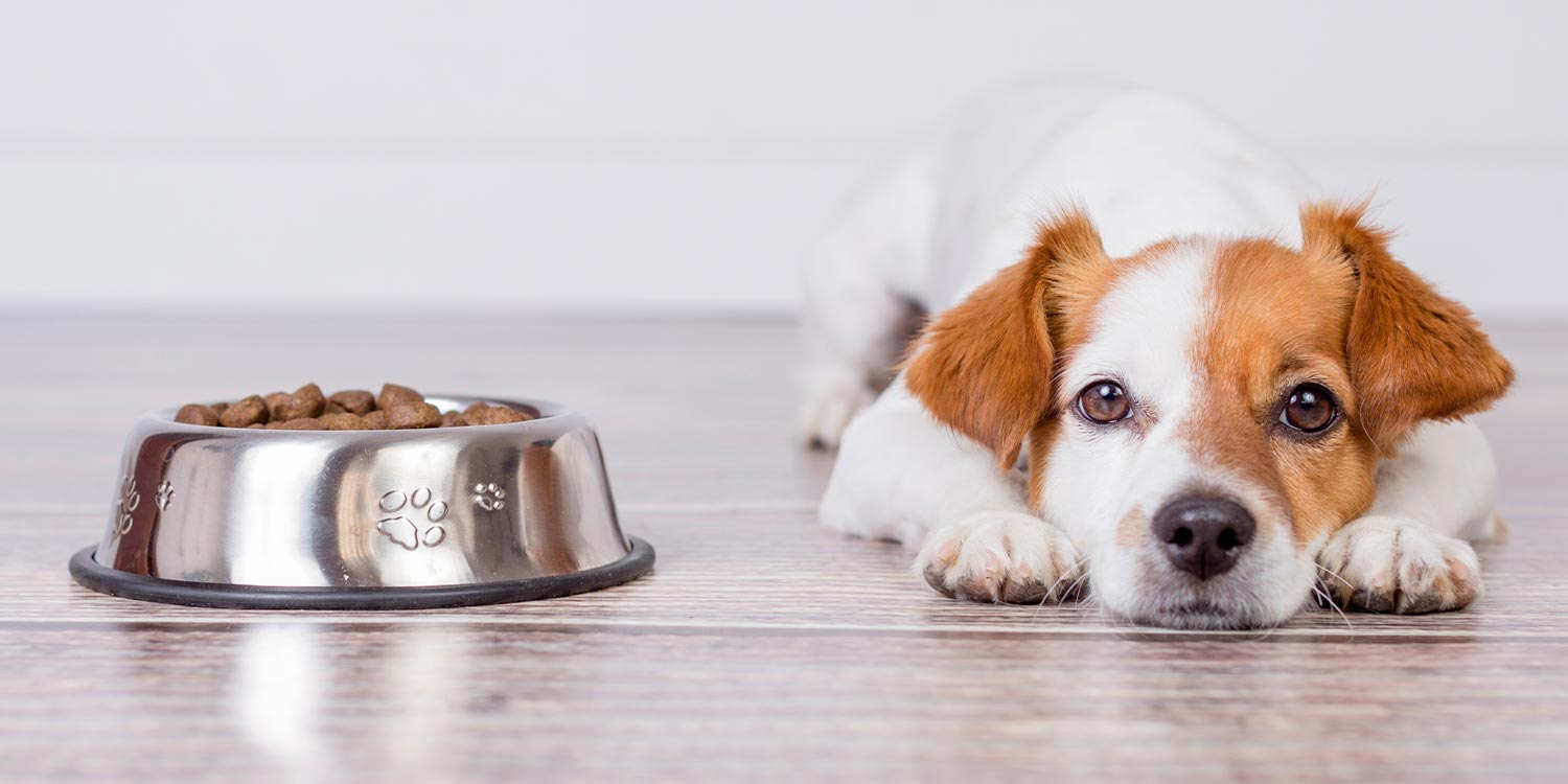 Welpe frisst nicht Welpe liegt neben Napf und frisst nicht