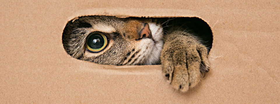 Header-Karton Header-Karton