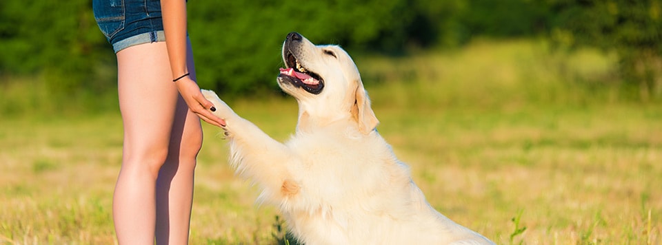 hund-kunststuecke-beibringen hund-kunststuecke-beibringen