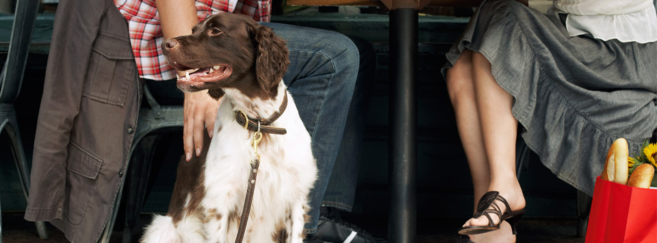 hund-im-restaurant-erziehung hund-im-restaurant-erziehung