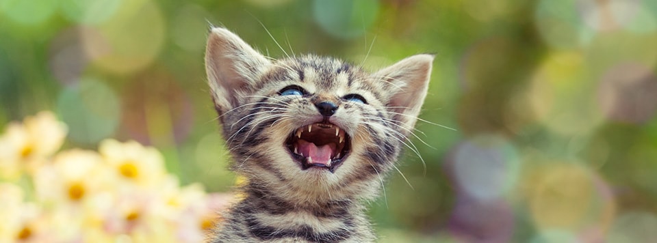Header-Katze-miaut Header-Katze-miaut