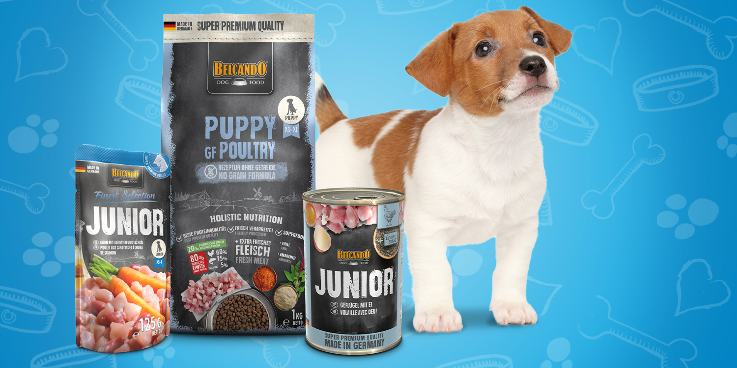 header-lp-puppybox