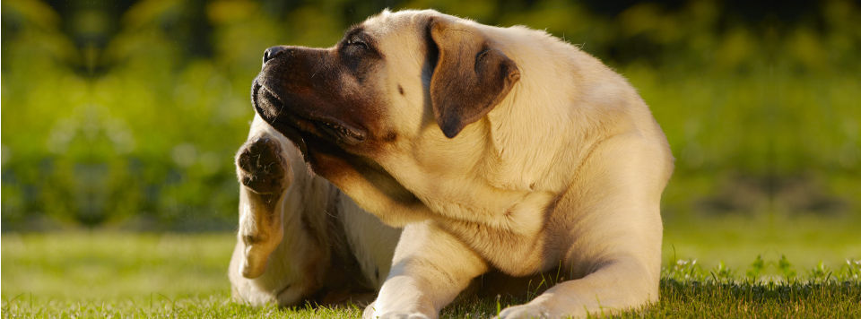 Futtermittelallergie-unvertraeglichkeiten-vom-hund-und-das-richtige-futter Futtermittelallergie-unvertraeglichkeiten-vom-hund-und-das-richtige-futter