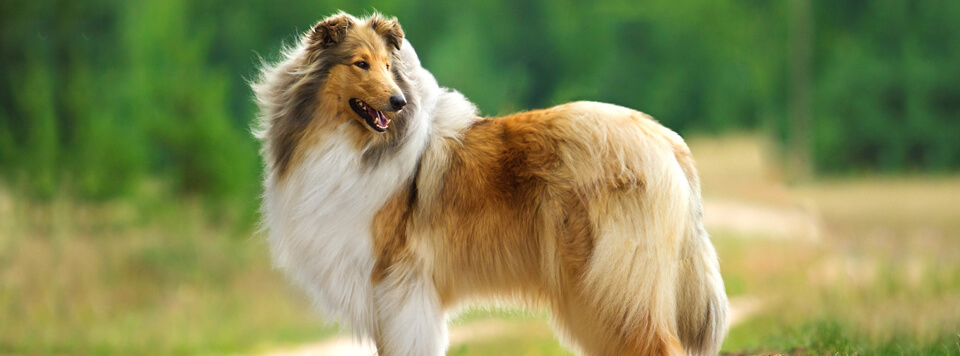 hundefell-fruehwarnsystem-fuer-gesundheit hundefell-fruehwarnsystem-fuer-gesundheit