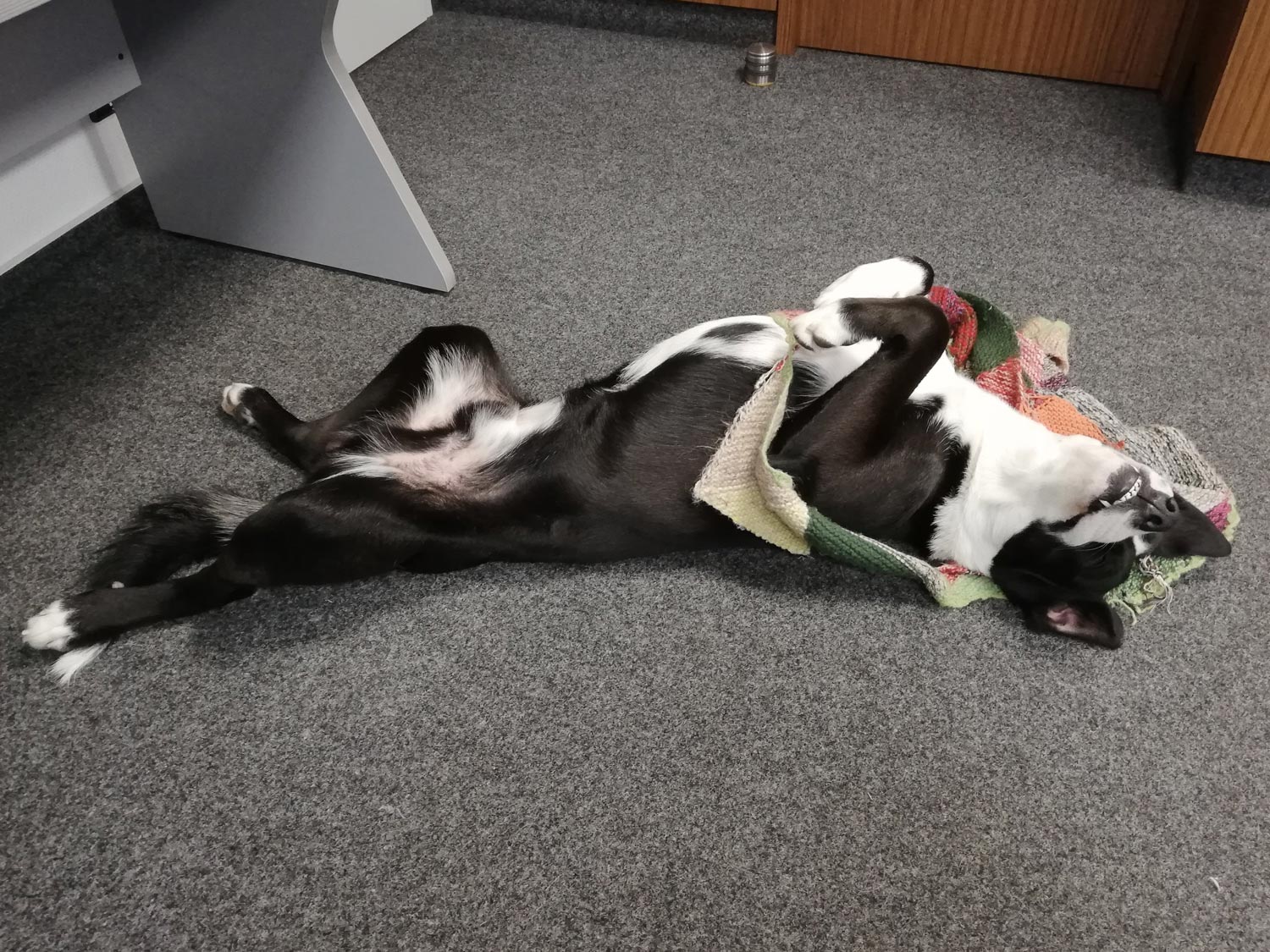 hund-angela-2 hund-angela-2