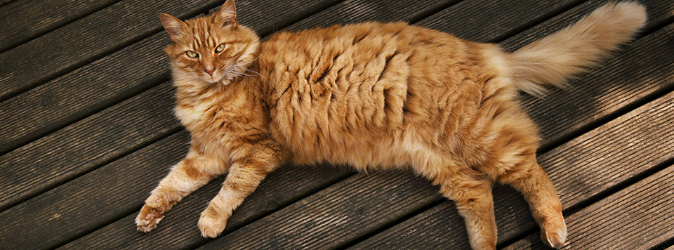 Header-Katze-mit-Uebergewicht Header-Katze-mit-Uebergewicht
