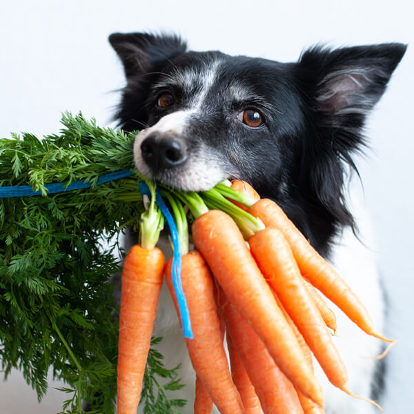 Hunde vegetarisch ernähren