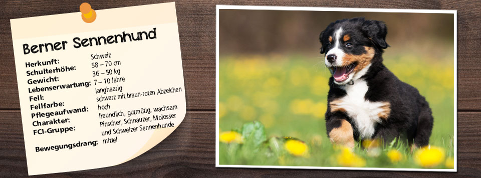 futter-fuer-berner-sennenhund futter-fuer-berner-sennenhund