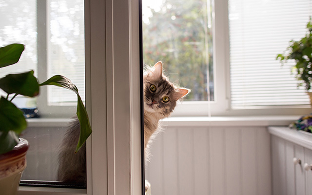 Katze-Kippfenster-Teaser Katze-Kippfenster-Teaser