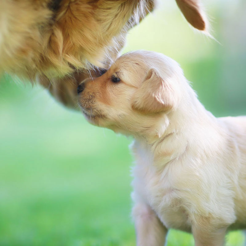 welpen-erziehung welpen-erziehung