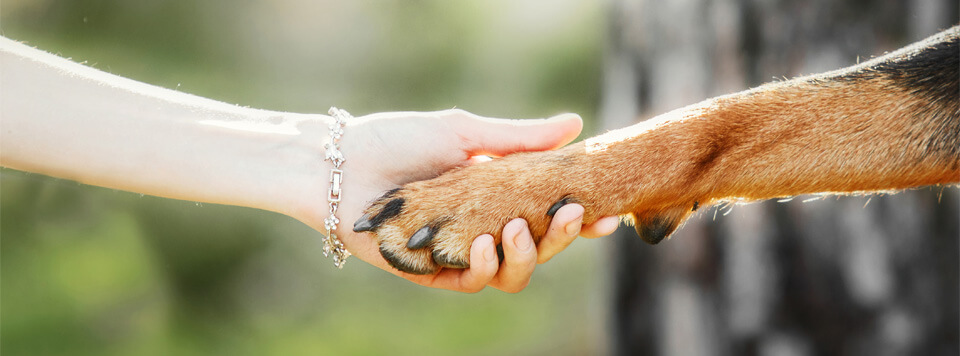 bund-gegen-missbrauch-von-tieren bund-gegen-missbrauch-von-tieren