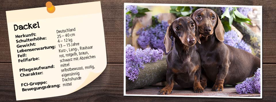 futter-fuer-dackel futter-fuer-dackel