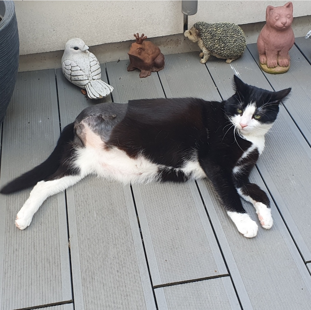 Gewinner-Snoopy Gewinner-Snoopy