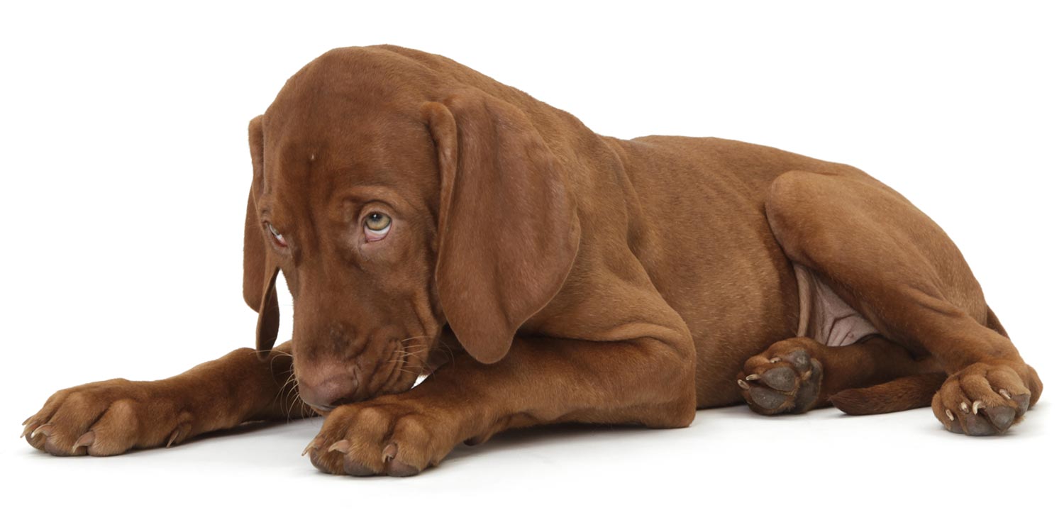 Welpe hat Durchfall und schämt sich Welpe schämt sich