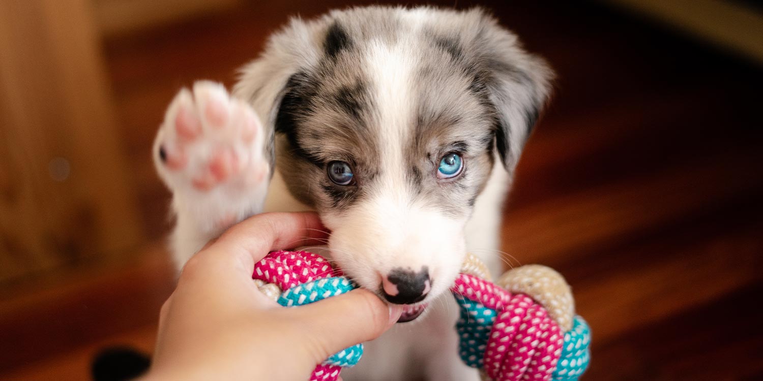 welpenspiele welpenspiele