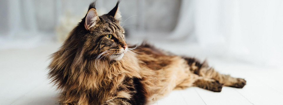 rasseportrait-maine-coon-katze-header rasseportrait-maine-coon-katze-header