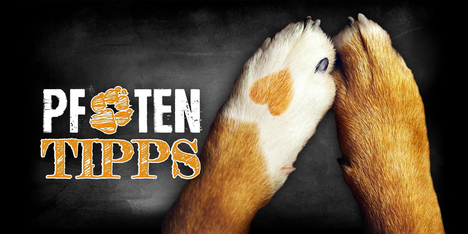 pfotentipps-header-01 pfotentipps-header-01