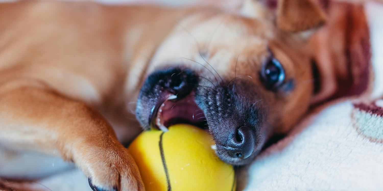 Welpe spielt mit Ball Welpe spielt mit Ball