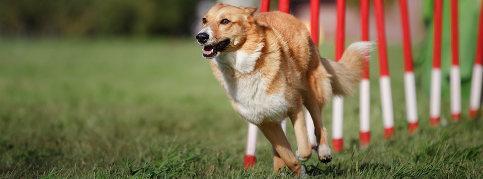 futter-fuer-aktive-hunde futter-fuer-aktive-hunde