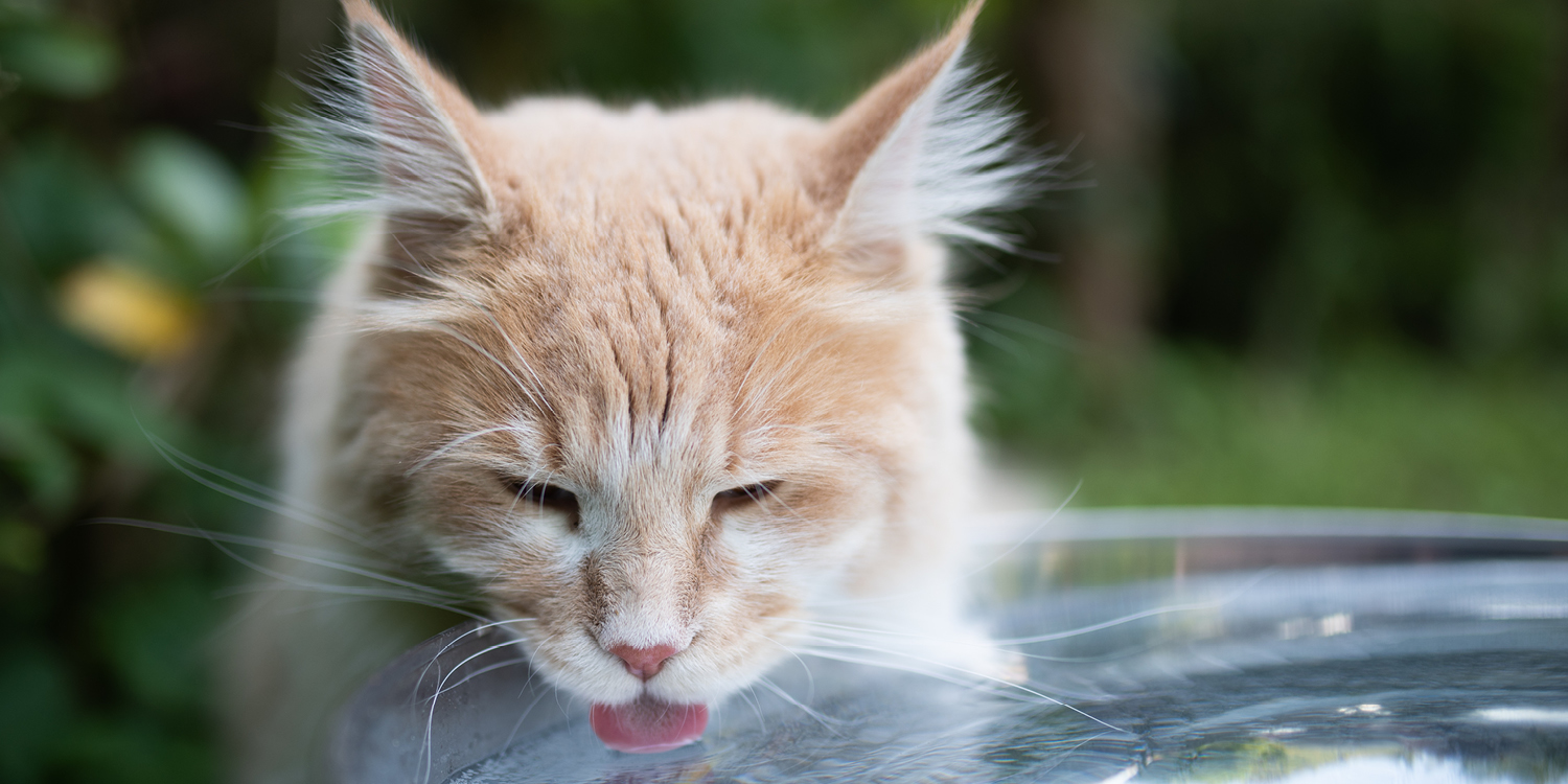 Katze trinkt viel Katze trinkt viel