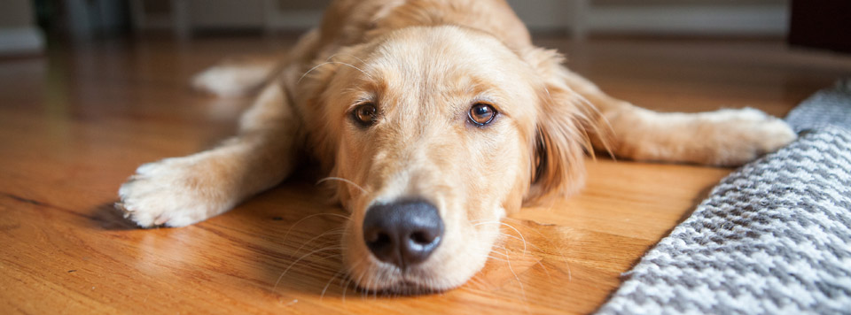 Wurmbefall_bei_Hunden Wurmbefall_bei_Hunden