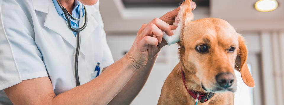 milben-beim-hund milben-beim-hund