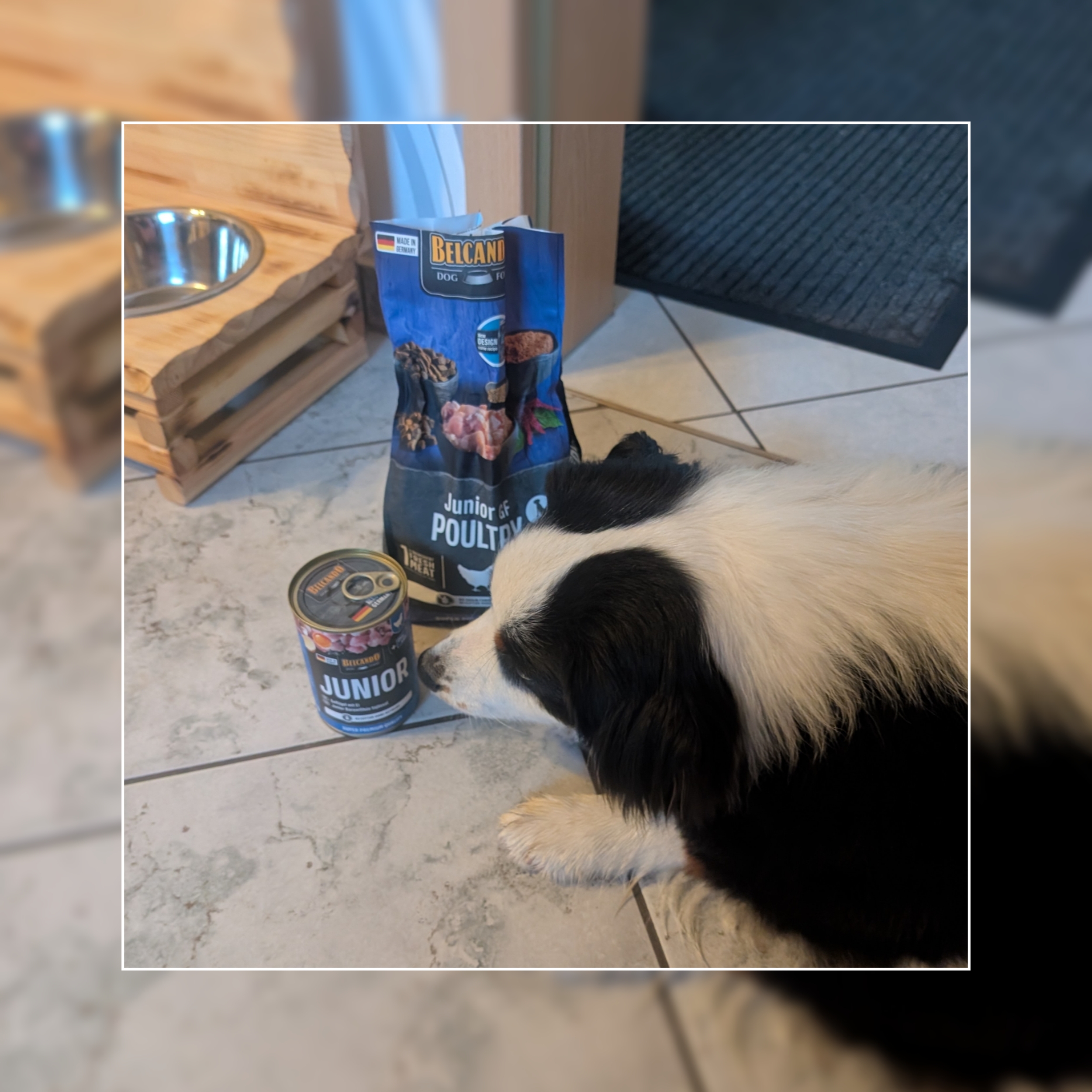 Dog Box BELCANDO Junior GF Poultry