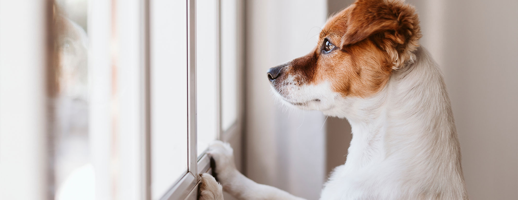 Wie lernt ein Hund alleine zu bleiben hund-alleine-lassen-beispiel