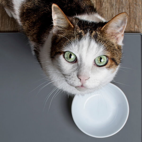 Mischfütterung bei Katzen Mischfütterung bei Katzen