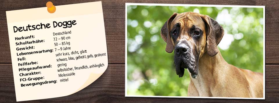 steckbrief-deutsche-dogge-futter steckbrief-deutsche-dogge-futter