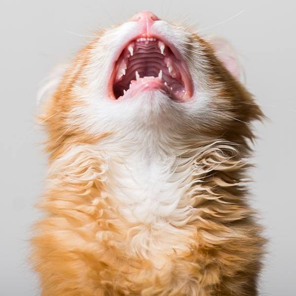 Katze schreit Katze schreit