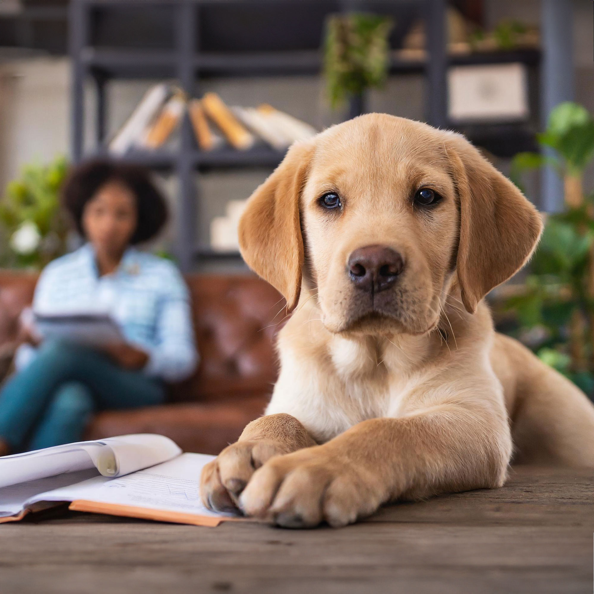 Der "bürokratische Welpe" - Hundesteuer, Hundeversicherung & Co. 