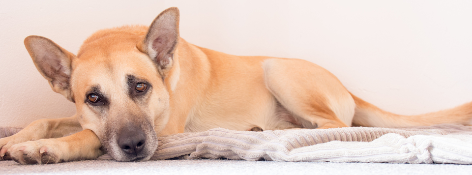 cauda-equina-syndrom-hund cauda-equina-syndrom-hund