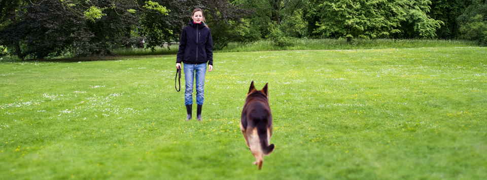 hundekommando-komm-lernen-der-sichere-rueckruf hundekommando-komm-lernen-der-sichere-rueckruf