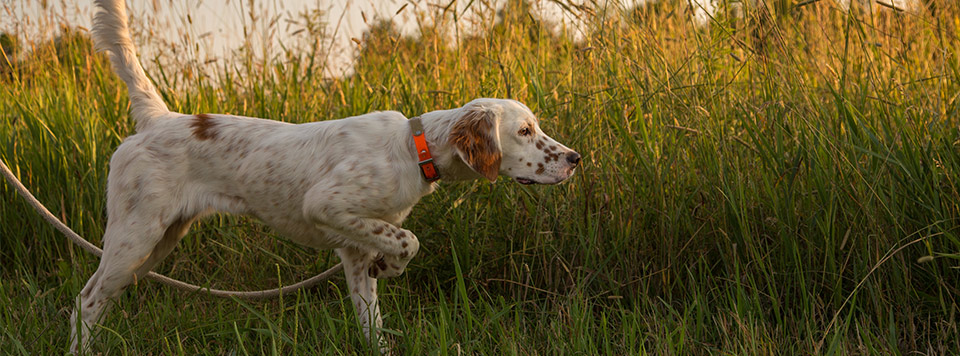 mantrailing-mit-dem-hund mantrailing-mit-dem-hund