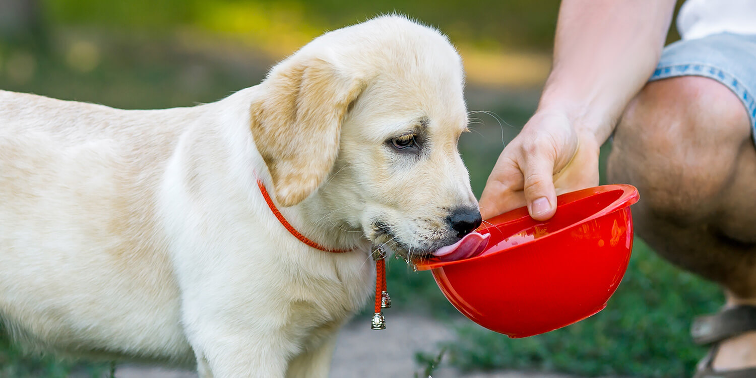 ab wann trinken welpen wasser ab wann trinken welpen wasser