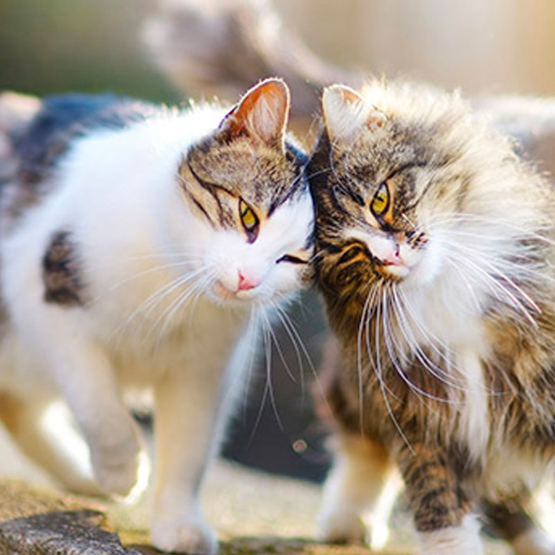 Katzensprache Katzensprache