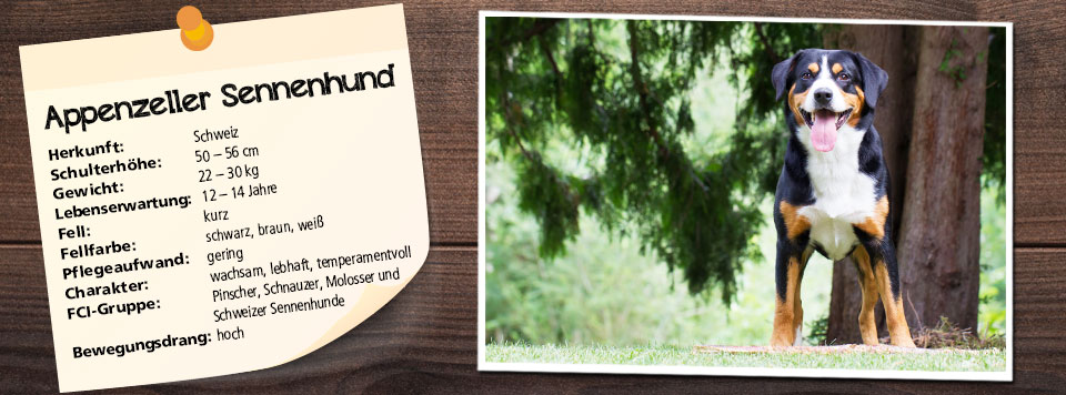 rasseportrait-appenzeller-sennenhund rasseportrait-appenzeller-sennenhund