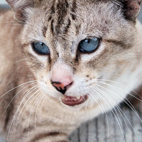 katze-hechelt katze-hechelt