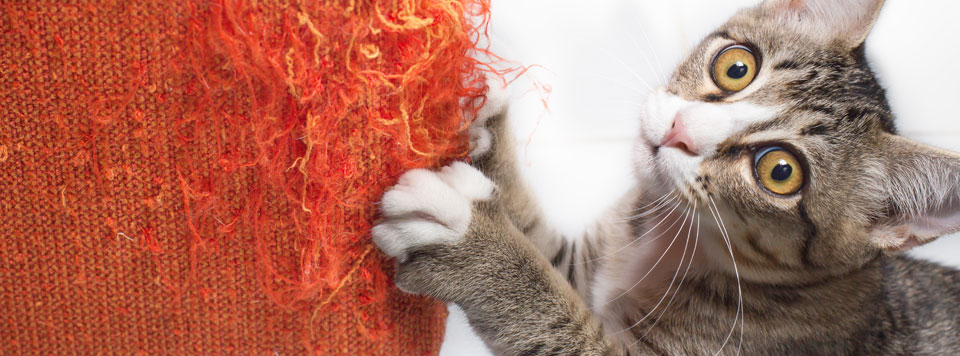 Katze-zerkratzt-Moebel Katze-zerkratzt-Moebel