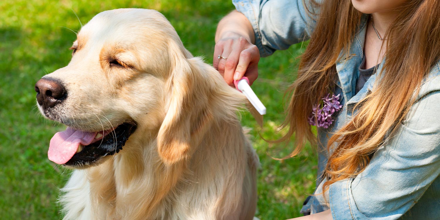 Fellpflege Hund Fellpflege Hund