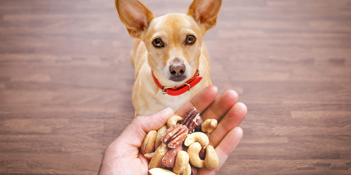 Darf Hund Nuesse essen Darf Hund Nuesse essen