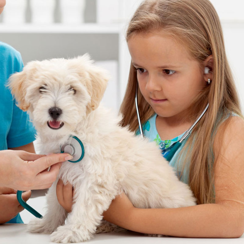 Welpen Impfung Entwurmung Welpen Impfung Entwurmung