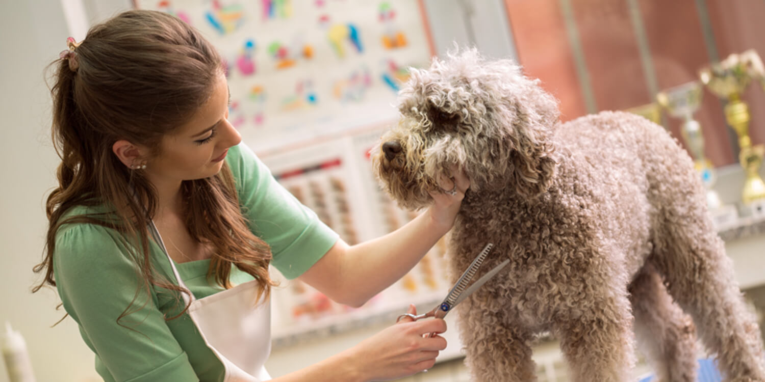 Hund scheren Hund scheren