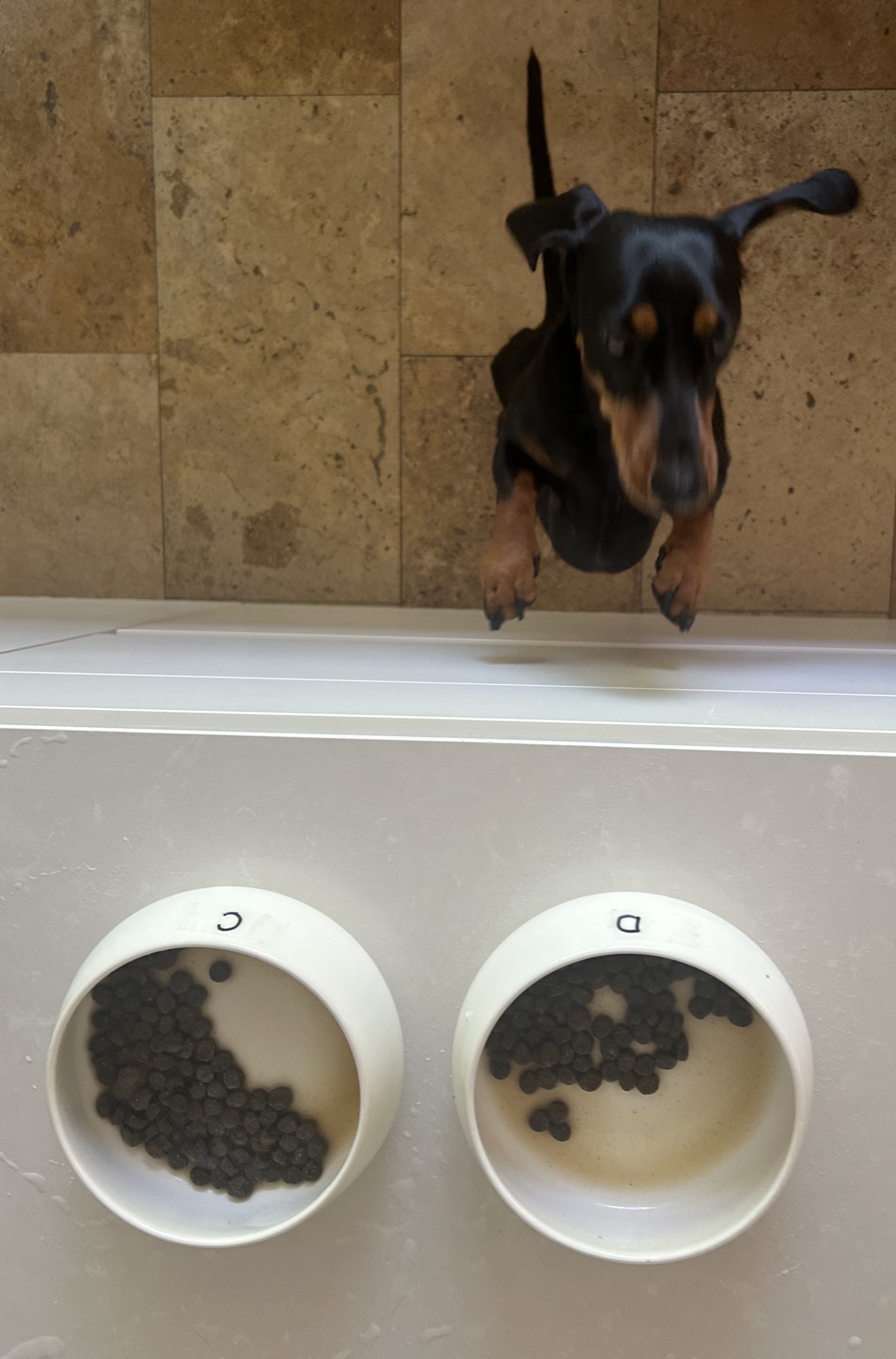 Dog Box BELCANDO Junior GF Poultry Dog Box BELCANDO Junior GF Poultry