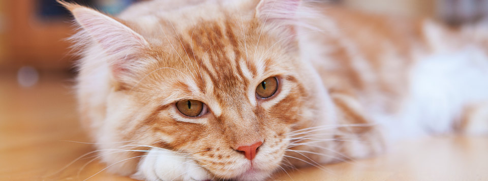 Header-Durchfall-bei-Katzen Header-Durchfall-bei-Katzen