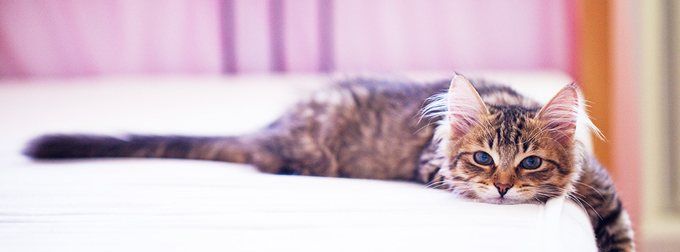 Katzen Wintermüdigkeit Katzen Wintermüdigkeit