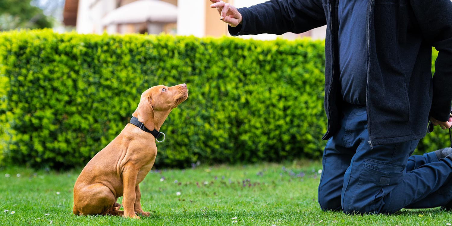 welpentraining welpentraining