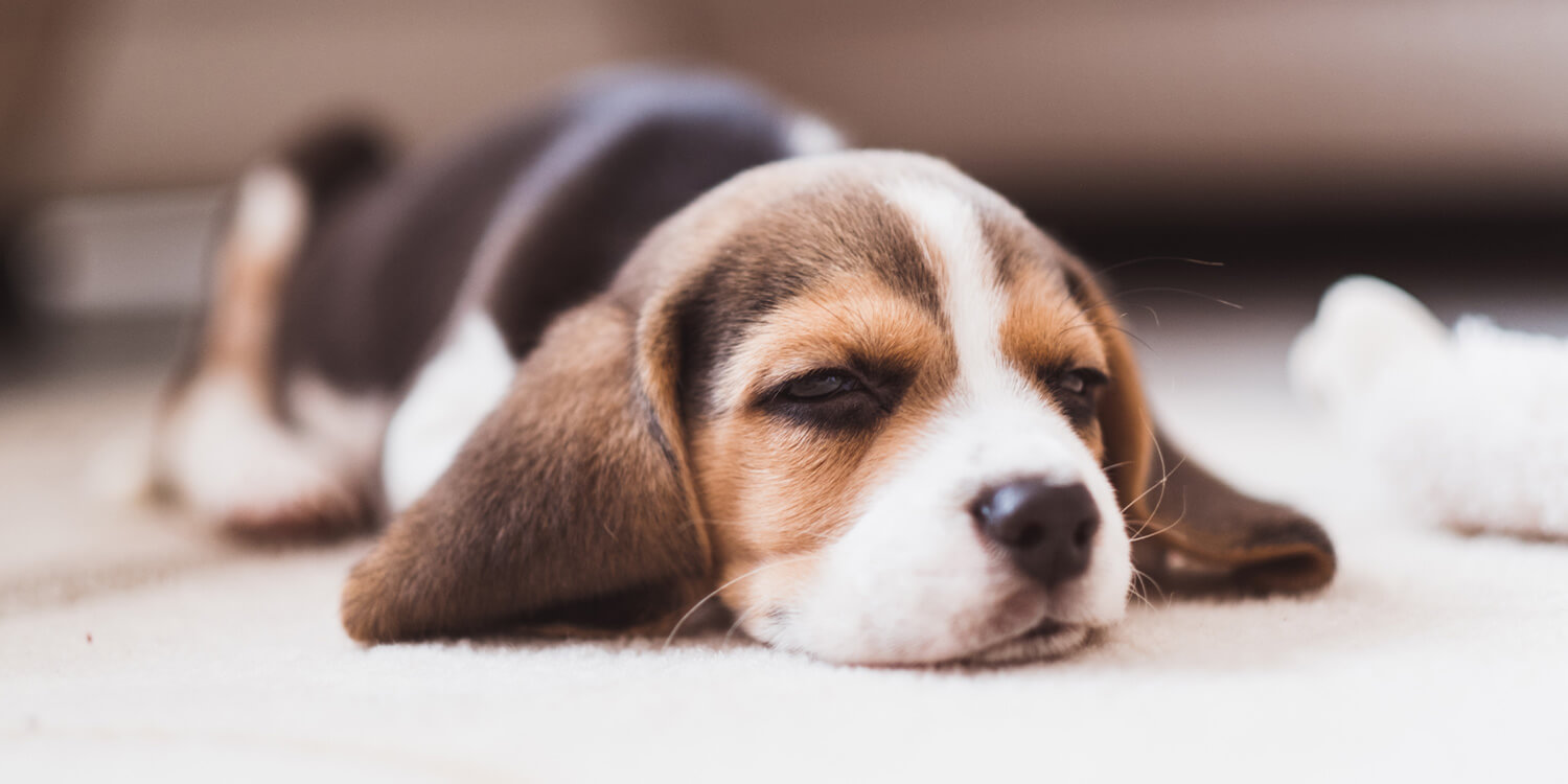 Welpe hat Schluckauf Welpe hat Schluckauf