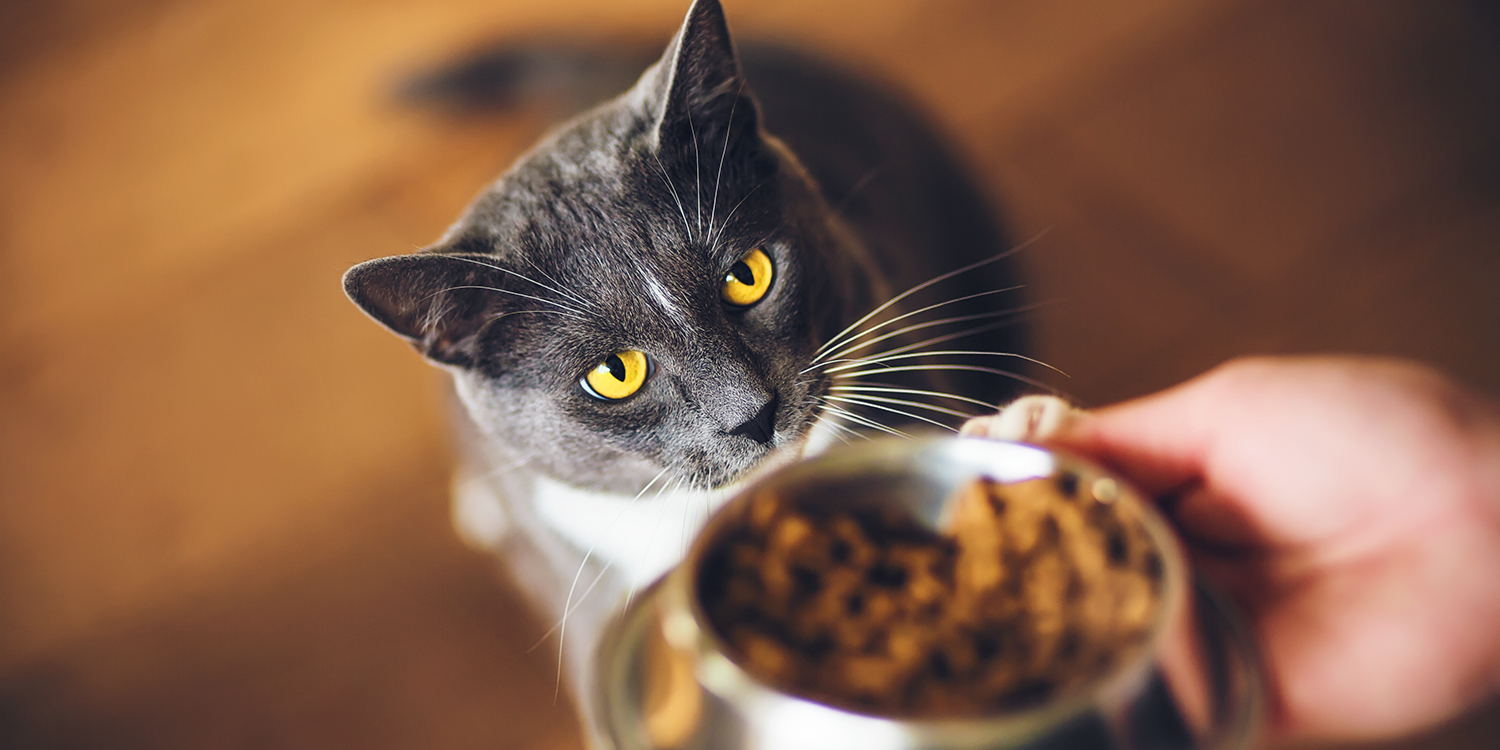 Mäkelige Katze Mäkelige Katze
